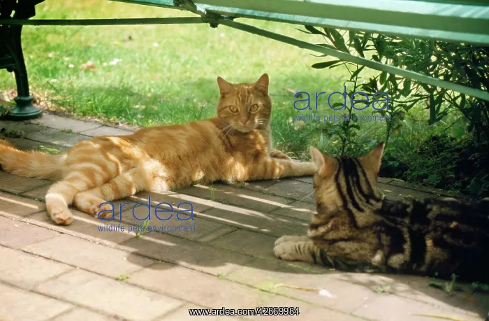  : Cats - two resting in under bench in the shade