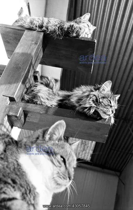 : Cats resting Refuge of Beauregard France : Cats resting Refuge of Beauregard France