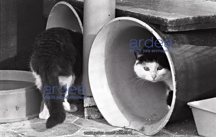 : Cats in rollers Refuge of Beauregard France : Cats in rollers Refuge of Beauregard France