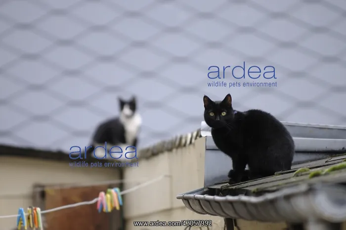 : Cats on a roof Yport France : Cats on a roof Yport France