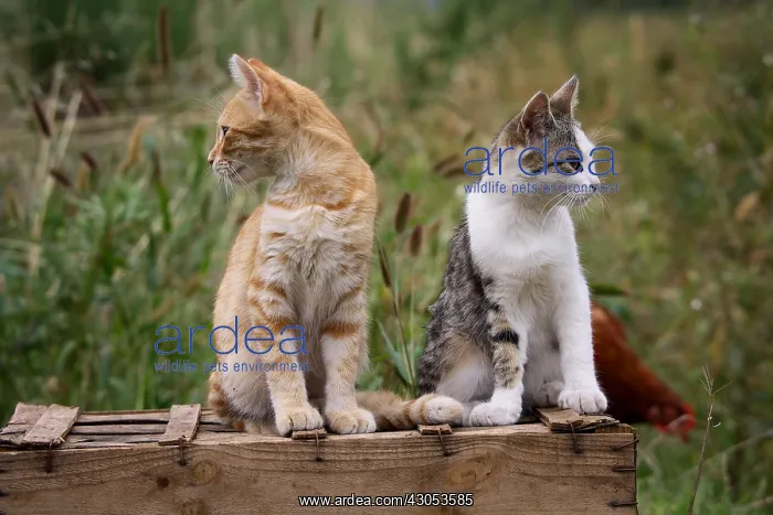 : Two Cats sat on a wooden box : Two Cats sat on a wooden box