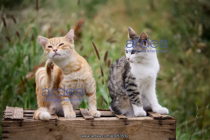 : Two Cats sat on a wooden box : Two Cats sat on a wooden box
