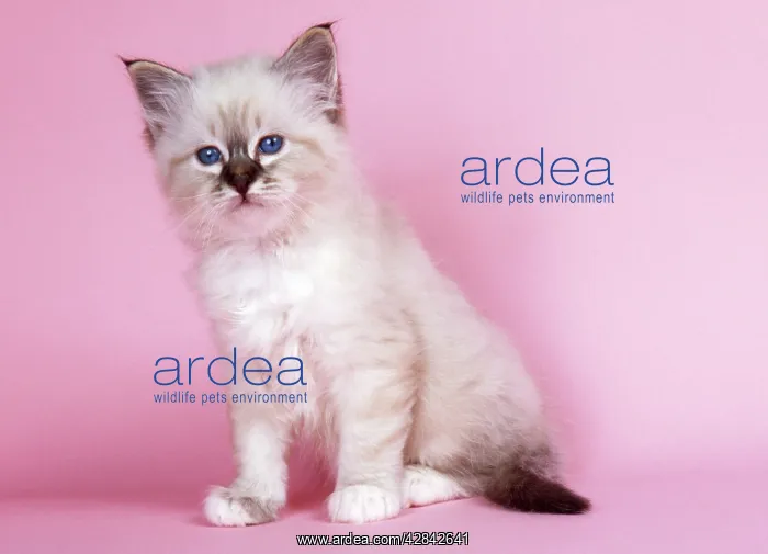  : CATS - Seal Tabby Birman kitten