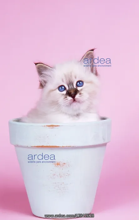  : CATS - Seal Tabby Birman kitten in flowerpot