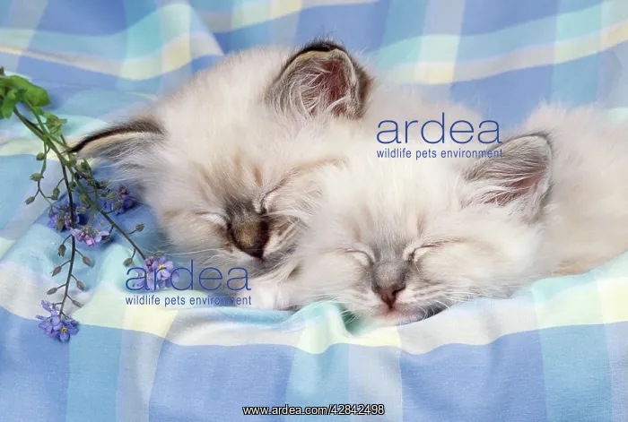 : CATS - Seal Tabby and Blue Tabby Birman kittens : CATS - Seal Tabby and Blue Tabby Birman kittens