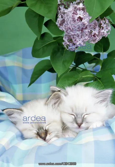 : CATS - Seal Tabby and Blue Tabby Birman kittens : CATS - Seal Tabby and Blue Tabby Birman kittens