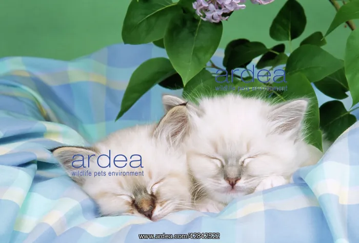 : CATS - Seal Tabby and Blue Tabby Birman kittens : CATS - Seal Tabby and Blue Tabby Birman kittens