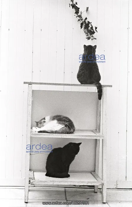 : Cats on a shelf Refuge of Beauregard France : Cats on a shelf Refuge of Beauregard France