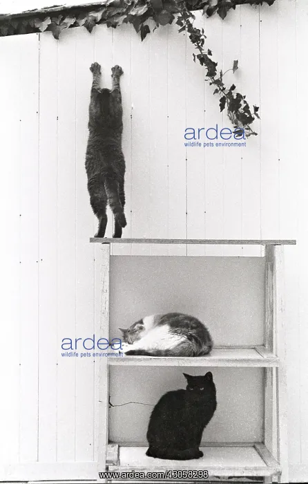 : Cats on a shelf Refuge of Beauregard France : Cats on a shelf Refuge of Beauregard France