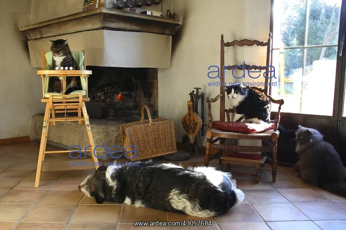 : Cats sitting and dog slept around a fireplace France : Cats sitting and dog slept around a fireplace France