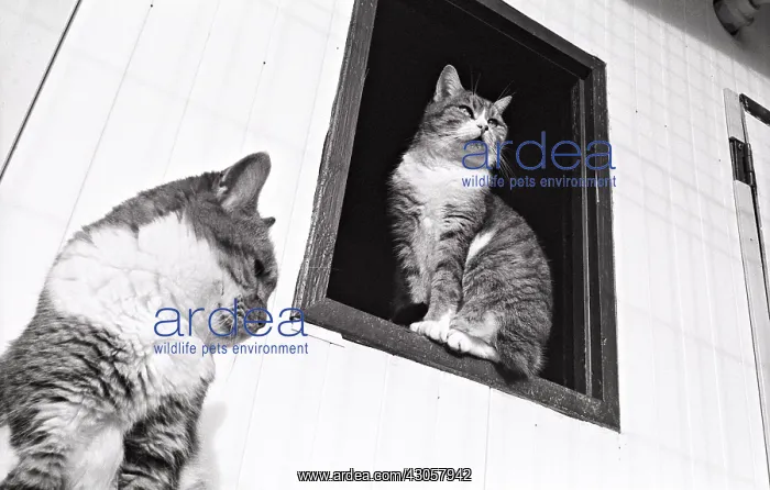 : Cats sitting beside a window Refuge of Beauregard : Cats sitting beside a window Refuge of Beauregard