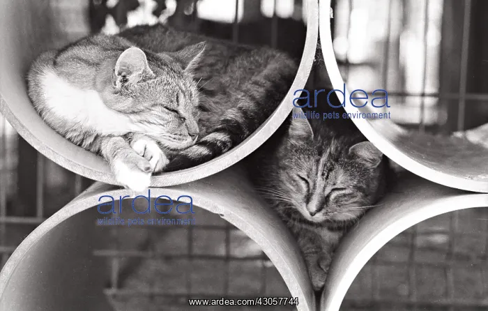 : Cats sleep in rollers Refuge of Beauregard France : Cats sleep in rollers Refuge of Beauregard France