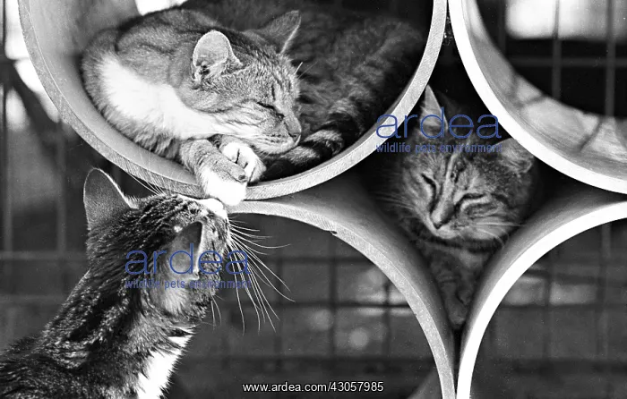 : Cats sleep in rollers Refuge of Beauregard France : Cats sleep in rollers Refuge of Beauregard France