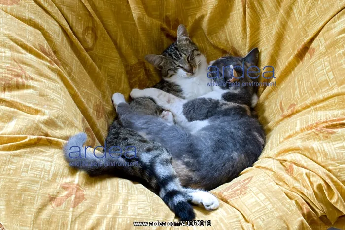 : Cats sleeping together on a couch : Cats sleeping together on a couch
