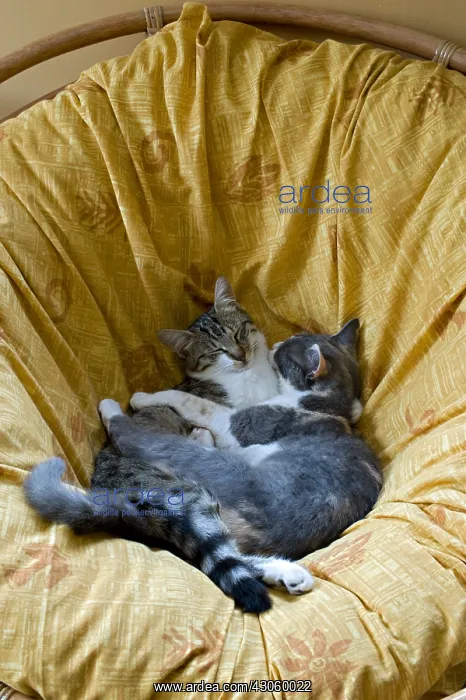 : Cats sleeping together on a couch : Cats sleeping together on a couch