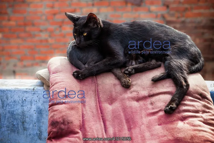 : Cats sleeping on a cushion - New Delhi India : Cats sleeping on a cushion - New Delhi India