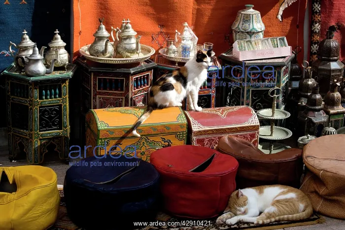 : Cats - two sleeping in market : Cats - two sleeping in market