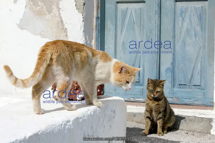 : Cats - Stray : Cats - Stray