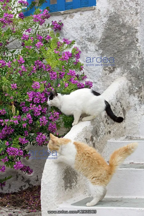 : Cats - Stray : Cats - Stray