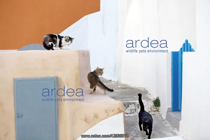 : Cats - Stray : Cats - Stray