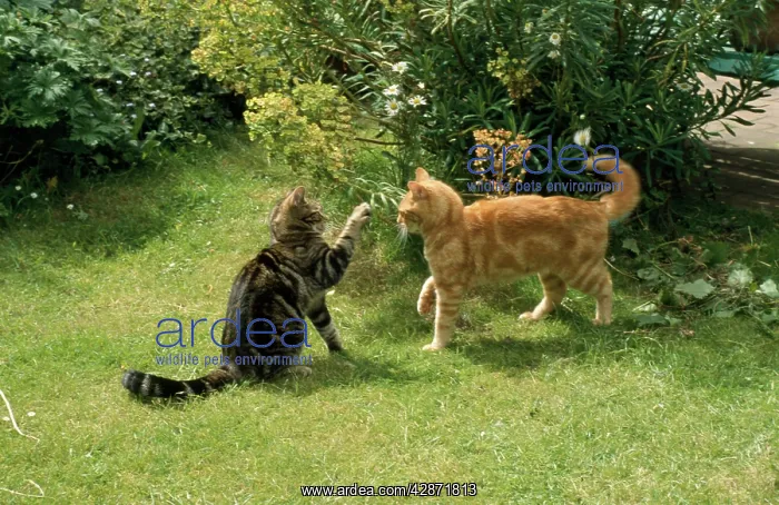 : Cats - tabby & ginger cats play-fighting : Cats - tabby & ginger cats play-fighting