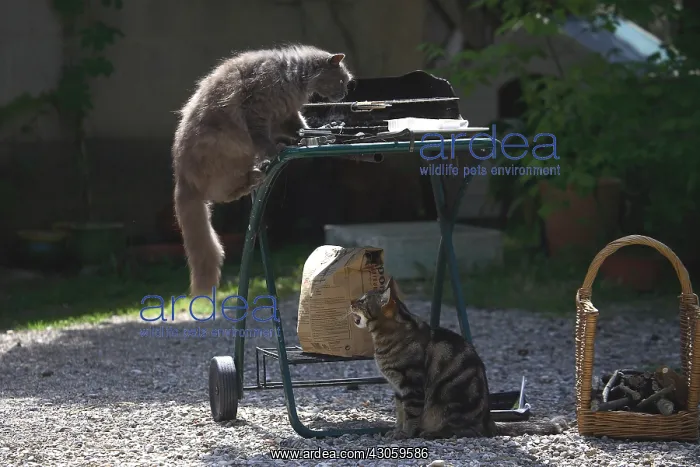 : Two Cats the one is on the barbecue the other underside : Two Cats the one is on the barbecue the other underside