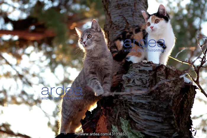 : Two cats using a tree as a lookout : Two cats using a tree as a lookout