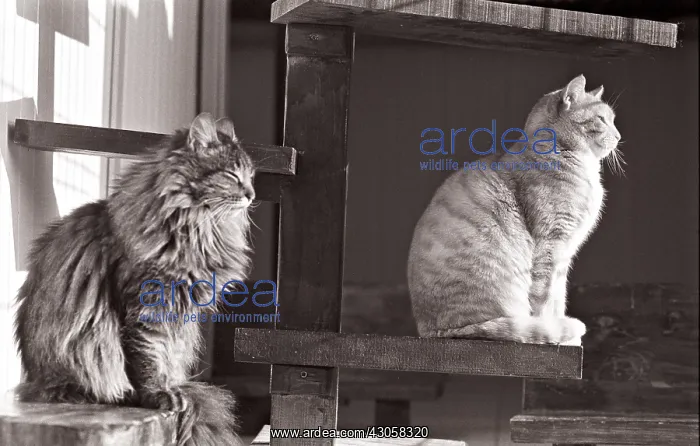 : Cats are warming at sun Refuge of Beauregard France : Cats are warming at sun Refuge of Beauregard France