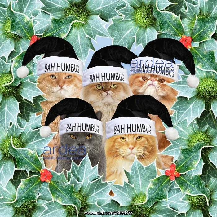  : Cats wearing Bah Humbug hats surround by holly