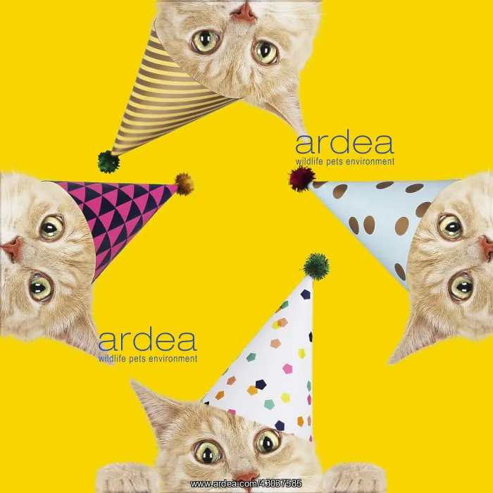: Cats, wearing Birthday party hat looking surprised : Cats, wearing Birthday party hat looking surprised