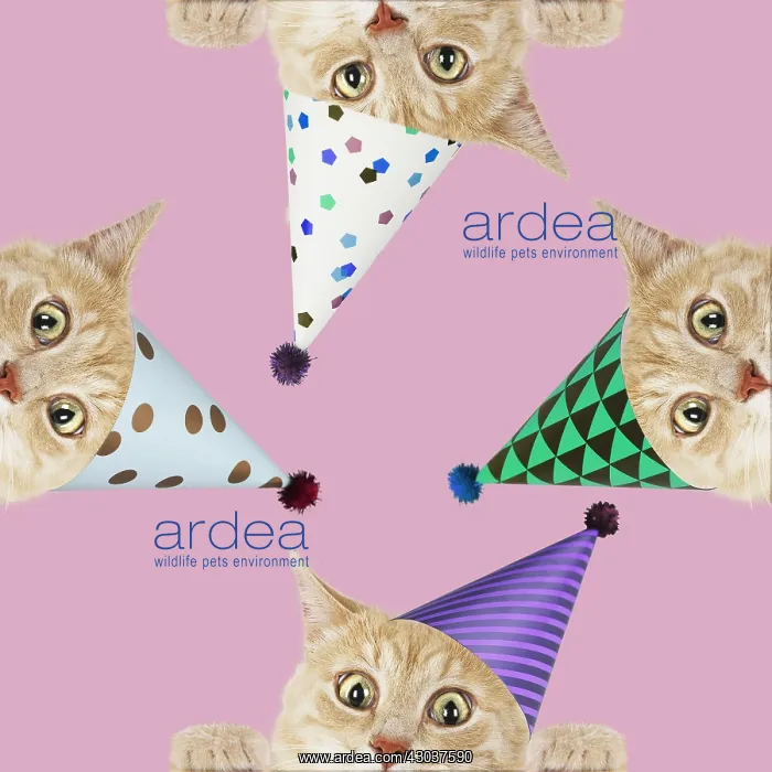  : Cats, wearing Birthday party hats looking surprised