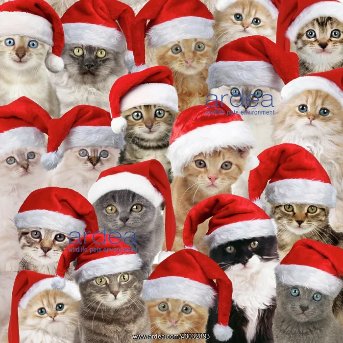 : Cats wearing Christmas hats : Cats wearing Christmas hats