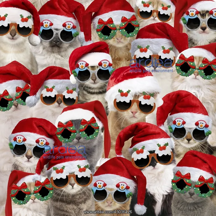 : Cats wearing Christmas hats and glasses : Cats wearing Christmas hats and glasses