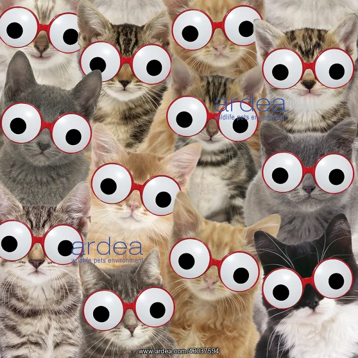 : Cats wearing comedy glasses : Cats wearing comedy glasses
