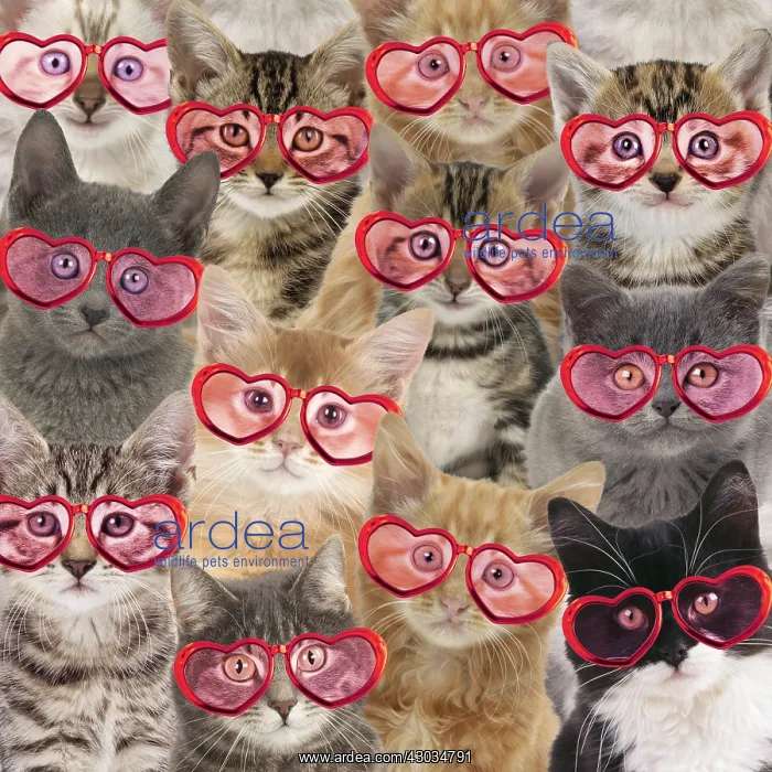  : Cats wearing hearts hsaped glasses, valentine
