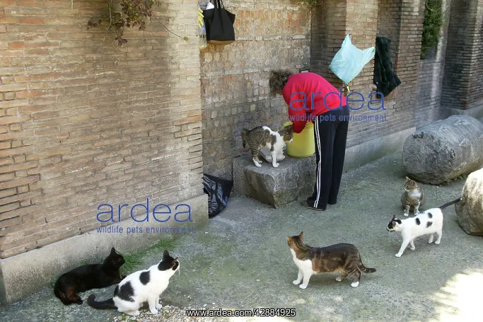 : Cats - woman feeding stray cats in Rome : Cats - woman feeding stray cats in Rome