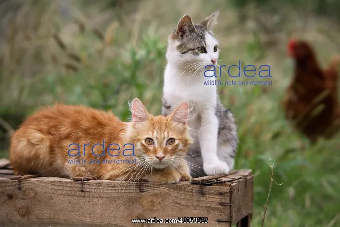 : Cats on a wooden box in a garden : Cats on a wooden box in a garden