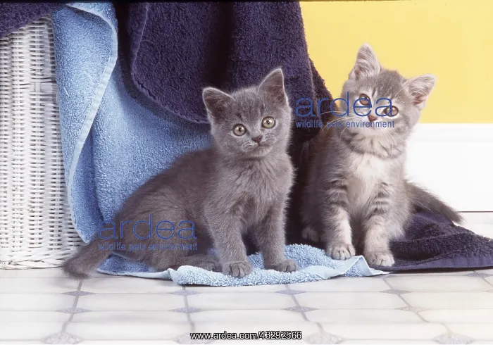 : CATS - x two kittens, amongst Towels : CATS - x two kittens, amongst Towels