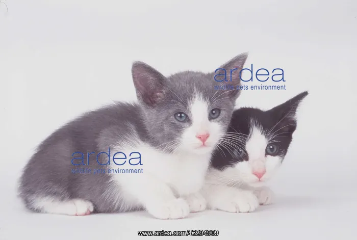 : CATS - x two seven week old kittens, resting : CATS - x two seven week old kittens, resting