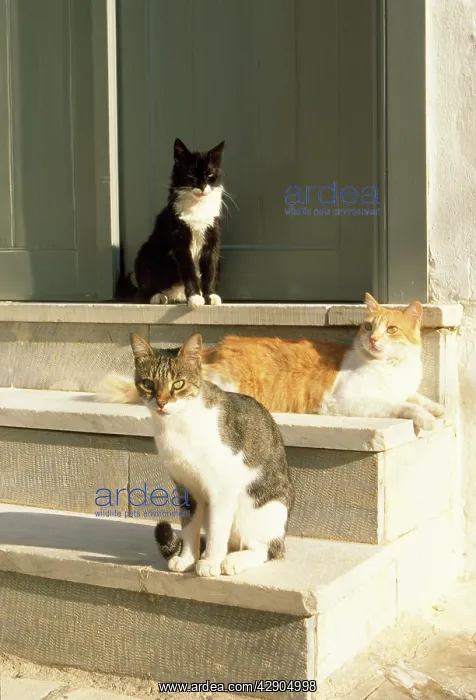 : CATS - x3, on steps : CATS - x3, on steps