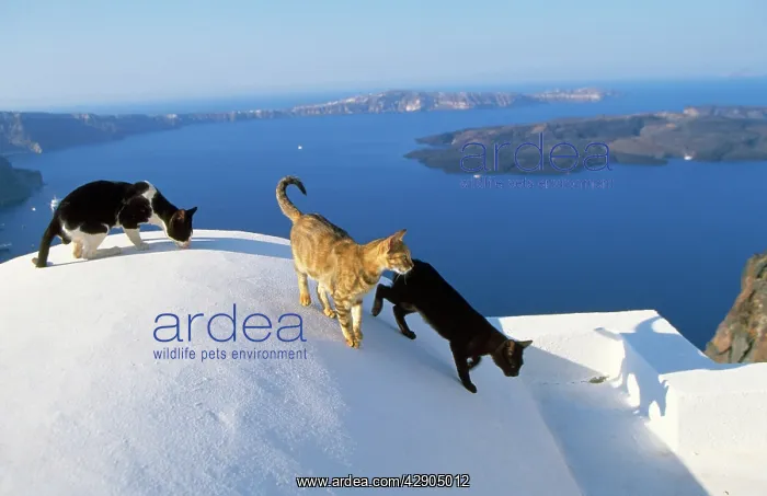 : CATS - x3, on white dome, islands in background : CATS - x3, on white dome, islands in background