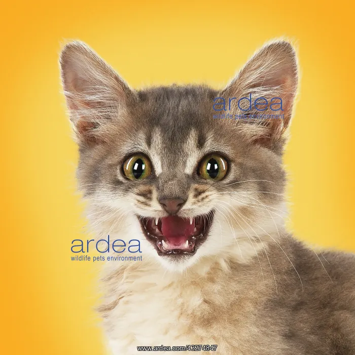 : CAT.Somali ( blue ) with mouth open : CAT.Somali ( blue ) with mouth open