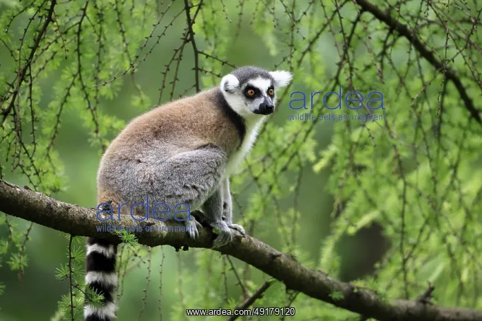 : Catta (Lemur catta) adult, sitting on tree : Catta (Lemur catta) adult, sitting on tree