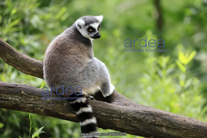 : Catta (Lemur catta) adult, sitting on tree, Magaskar : Catta (Lemur catta) adult, sitting on tree, Magaskar