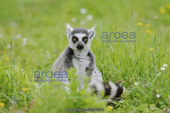 : Catta (Lemur catta), captive, occurring in Madagascar : Catta (Lemur catta), captive, occurring in Madagascar
