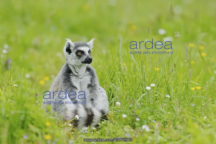  : Catta (Lemur catta), captive, occurring in Madagascar