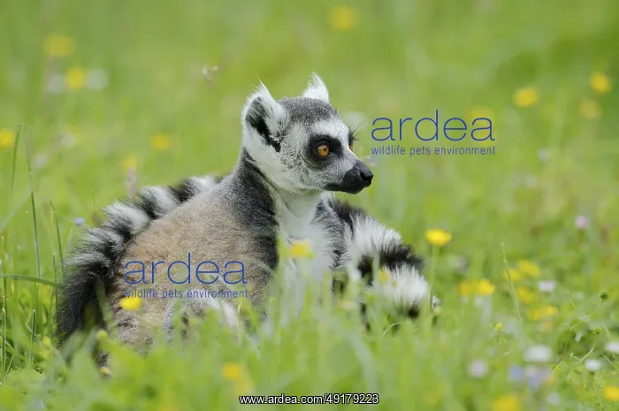 : Catta (Lemur catta), Germany, captive : Catta (Lemur catta), Germany, captive