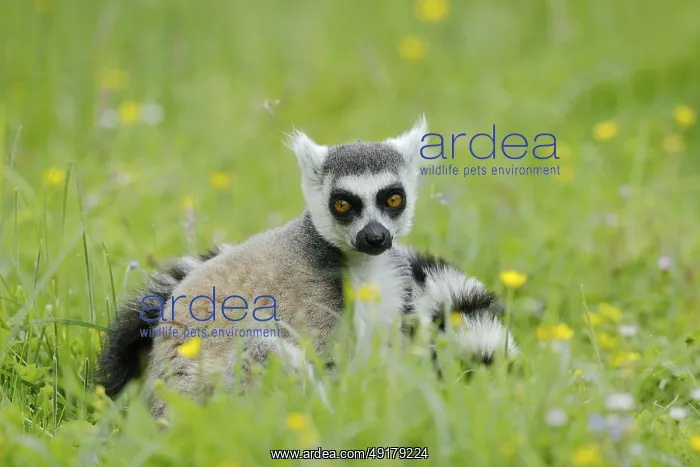 : Catta (Lemur catta), Germany, captive : Catta (Lemur catta), Germany, captive