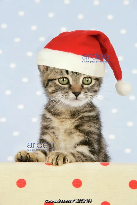 : CAT.Tabby kitten - in Christmas hat : CAT.Tabby kitten - in Christmas hat