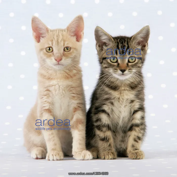 : CAT.Tabby kitten with Cream Tabby kitten : CAT.Tabby kitten with Cream Tabby kitten